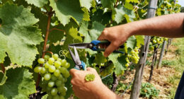 How To Trim Grape Vines For A Healthier Summer Harvest