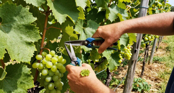 How To Trim Grape Vines For A Healthier Summer Harvest