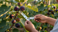 Keeping Birds Off Ripening Figs Without Trapping Them in Netting