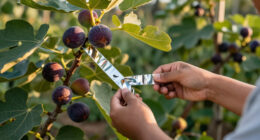 Keeping Birds Off Ripening Figs Without Trapping Them in Netting