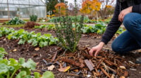 The 4 Types Of Plants You Should Mulch In October – And The Ones That Don't Need It