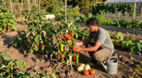 The Summer Heat Devastated My Garden, But These Are The Fruits And Vegetables That Survived – And What I’ll Grow Next Year