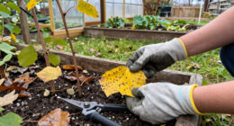 These 7 Garden Pests And Eggs Are Easy To Remove During Fall Cleanup – If You Know Their Hiding Places