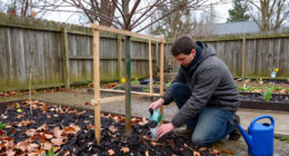 Young Tree Winter Prep: Water, Mulch, Guard, And Recheck The Stakes